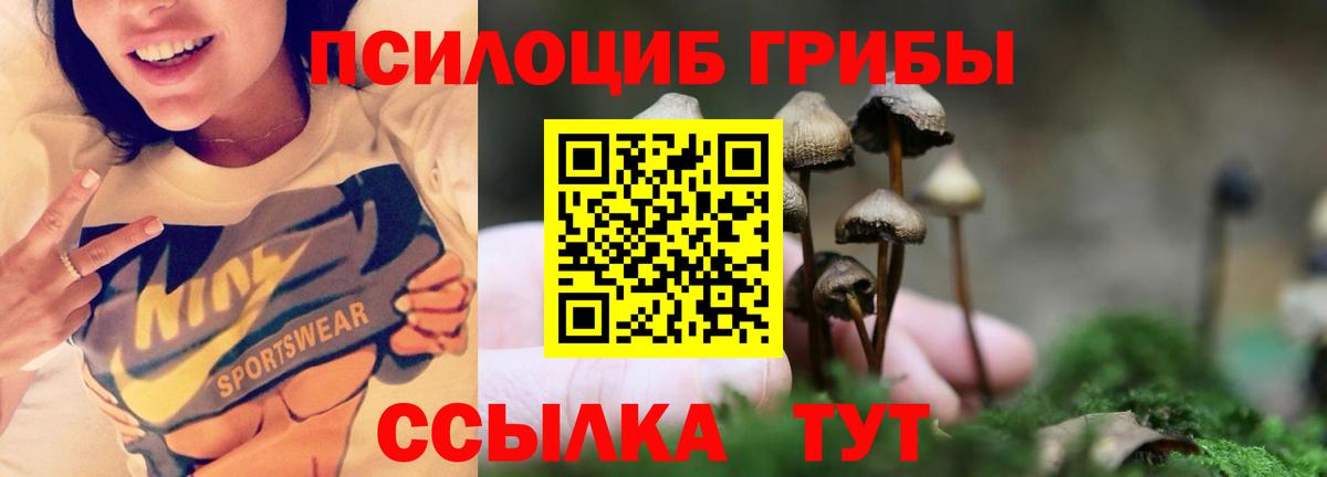 Псилоцибиновые грибы Psilocybe Новосибирск